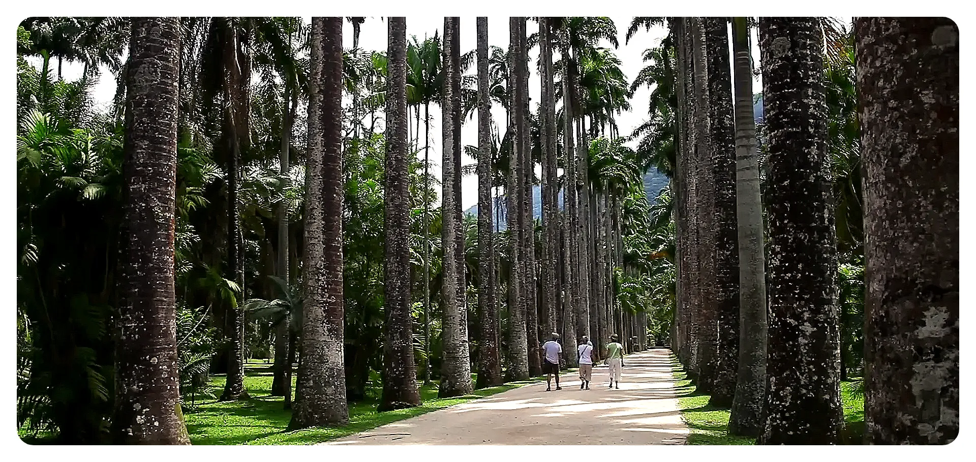 Jardim Botânico with towering palm trees and orchids