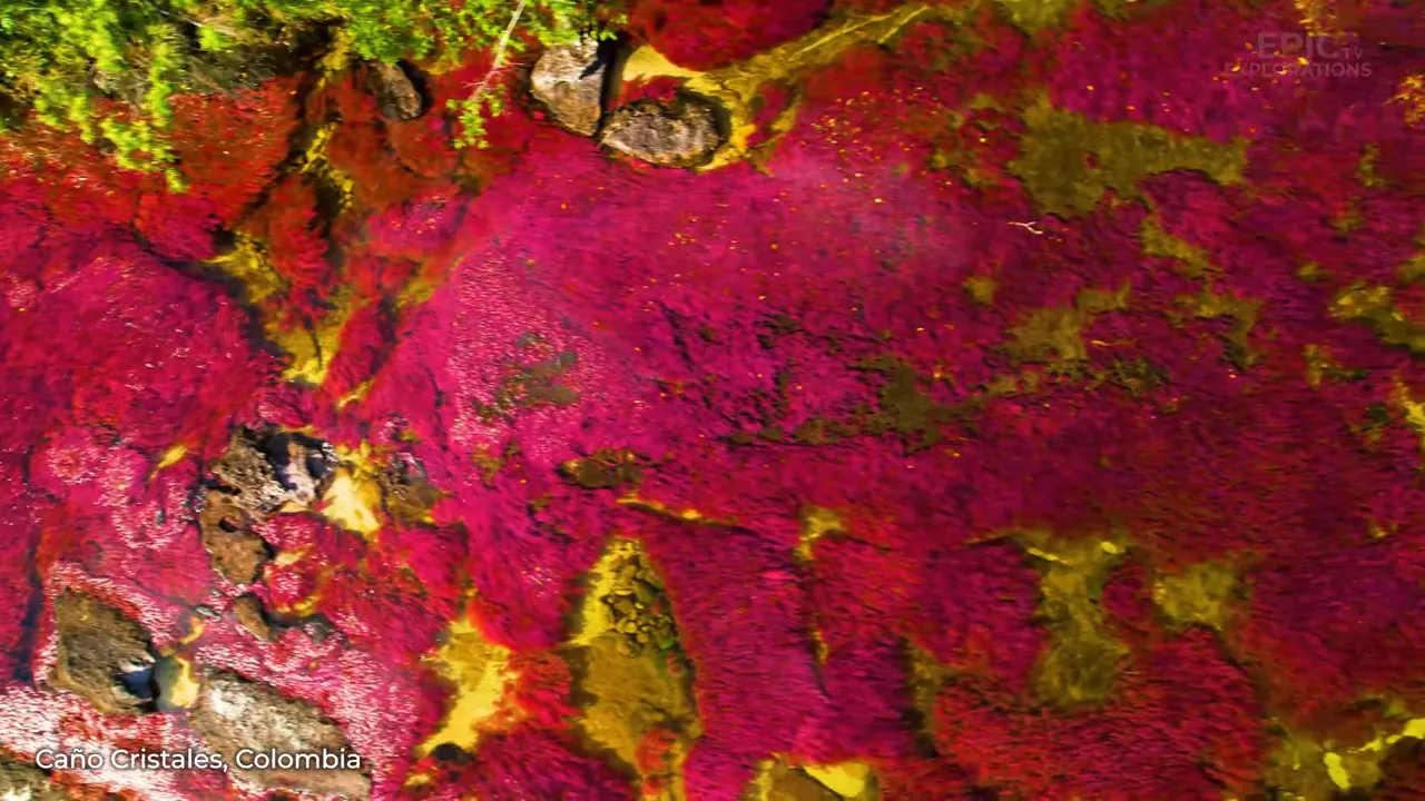 Caño Cristales' multi-coloured river with vivid reds, greens and yellows