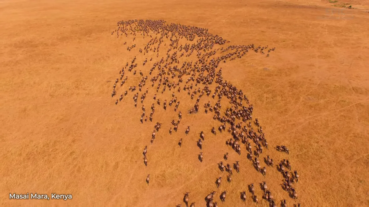 Masai Mara grassland with a silhouette of wildebeest migration