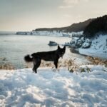 Photo travel with pets