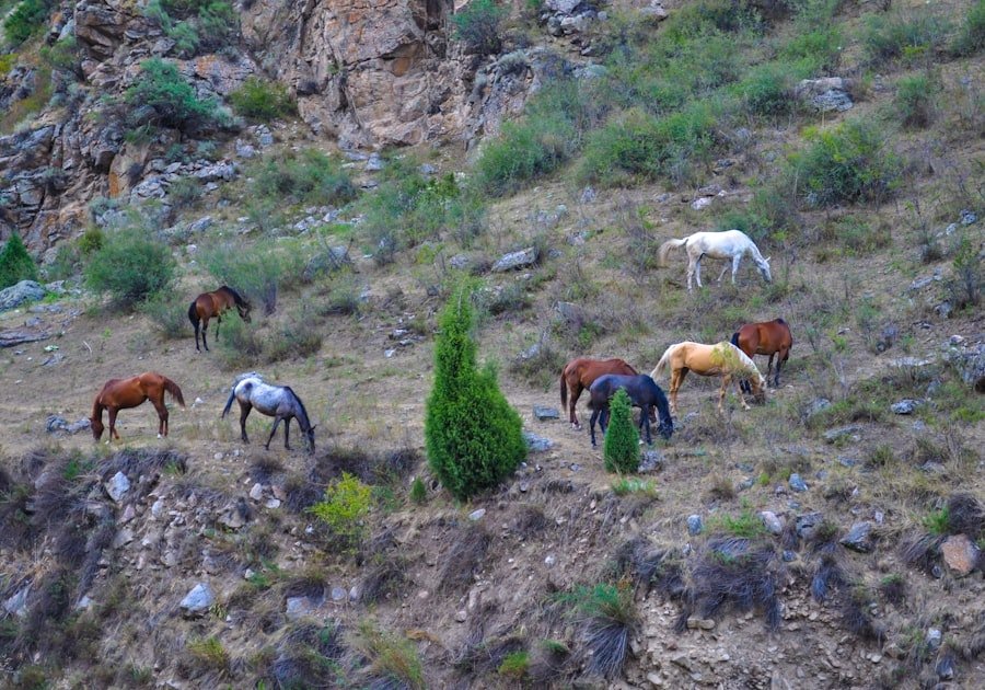 Photo kyrgyzstan tours