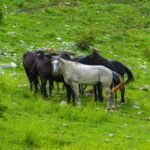 Photo kyrgyzstan tours