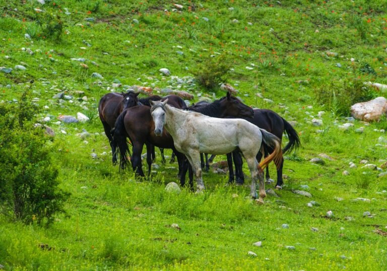 Photo kyrgyzstan tours