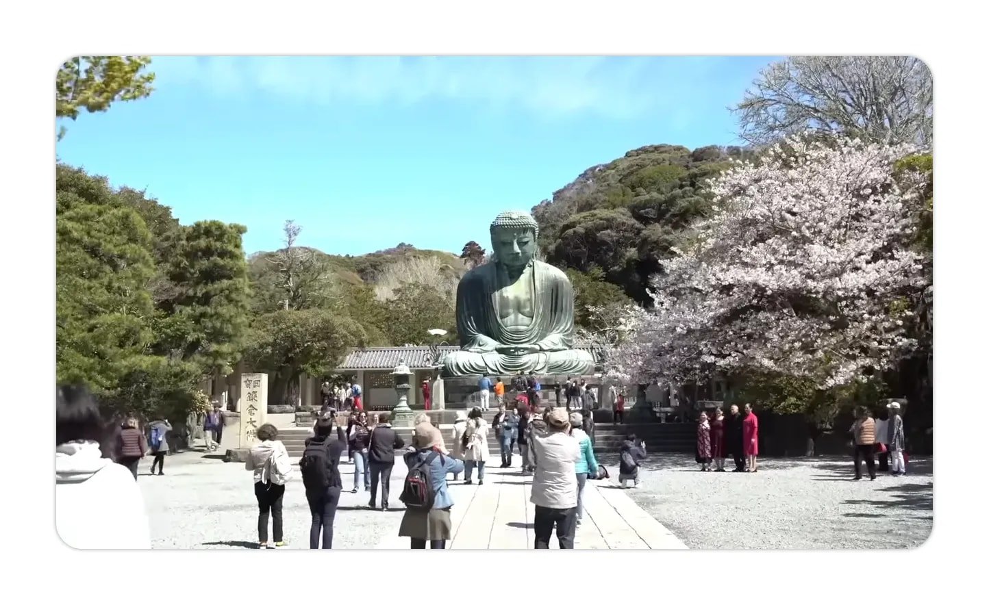 large bronze Great Buddha statue (Daibutsu) at Kamakura with visitors and cherry trees