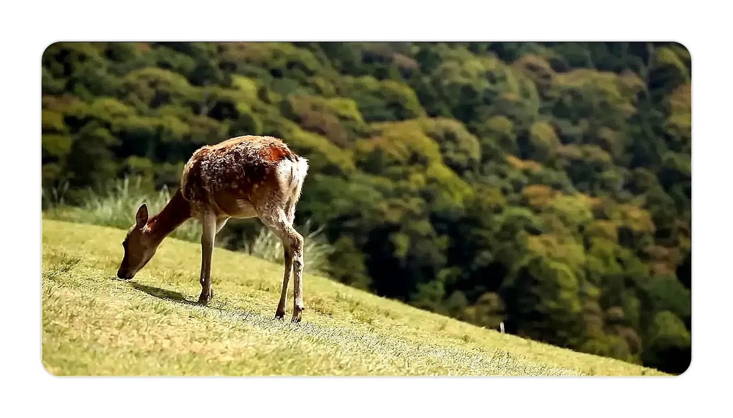 Deer grazing on a grassy hillside with forested background