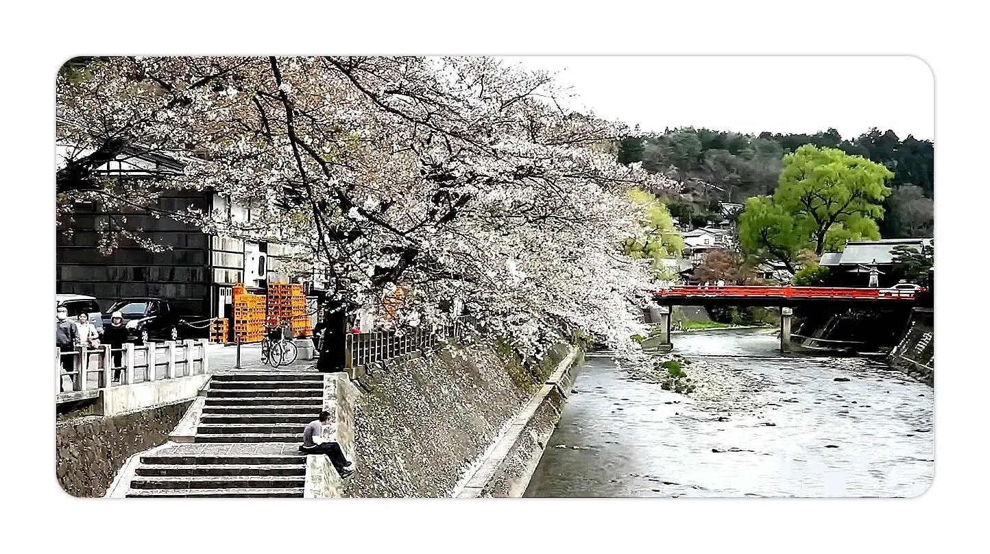 riverside steps, cherry blossom trees and red bridge along the Miyagawa River in Takayama