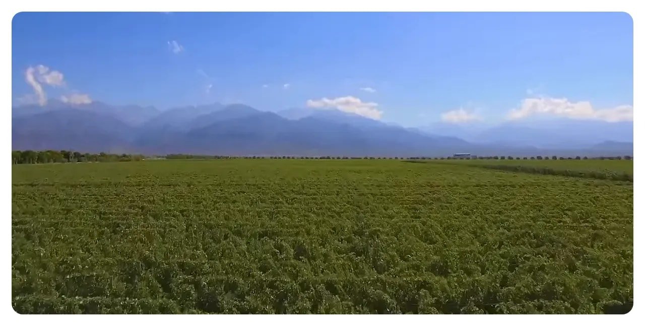Vineyards with Andes backdrop near Mendoza at sunset